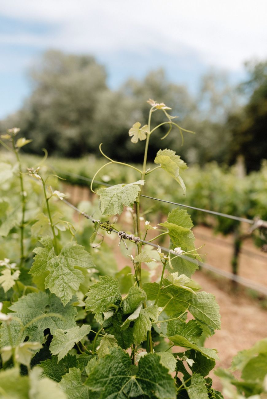 Bodega Sant Patrici · Menorca