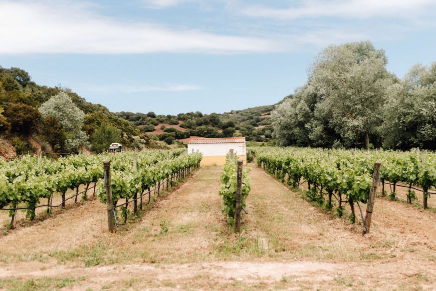 Bodega Sant Patrici · Menorca
