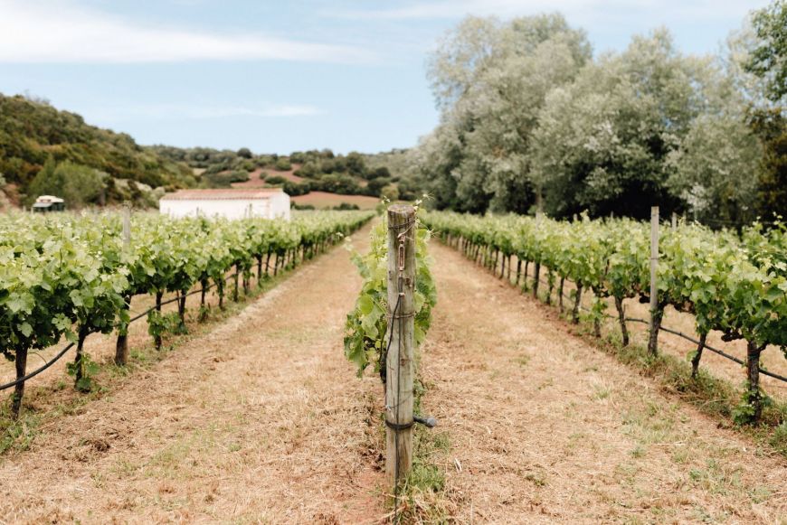 Viñas 1